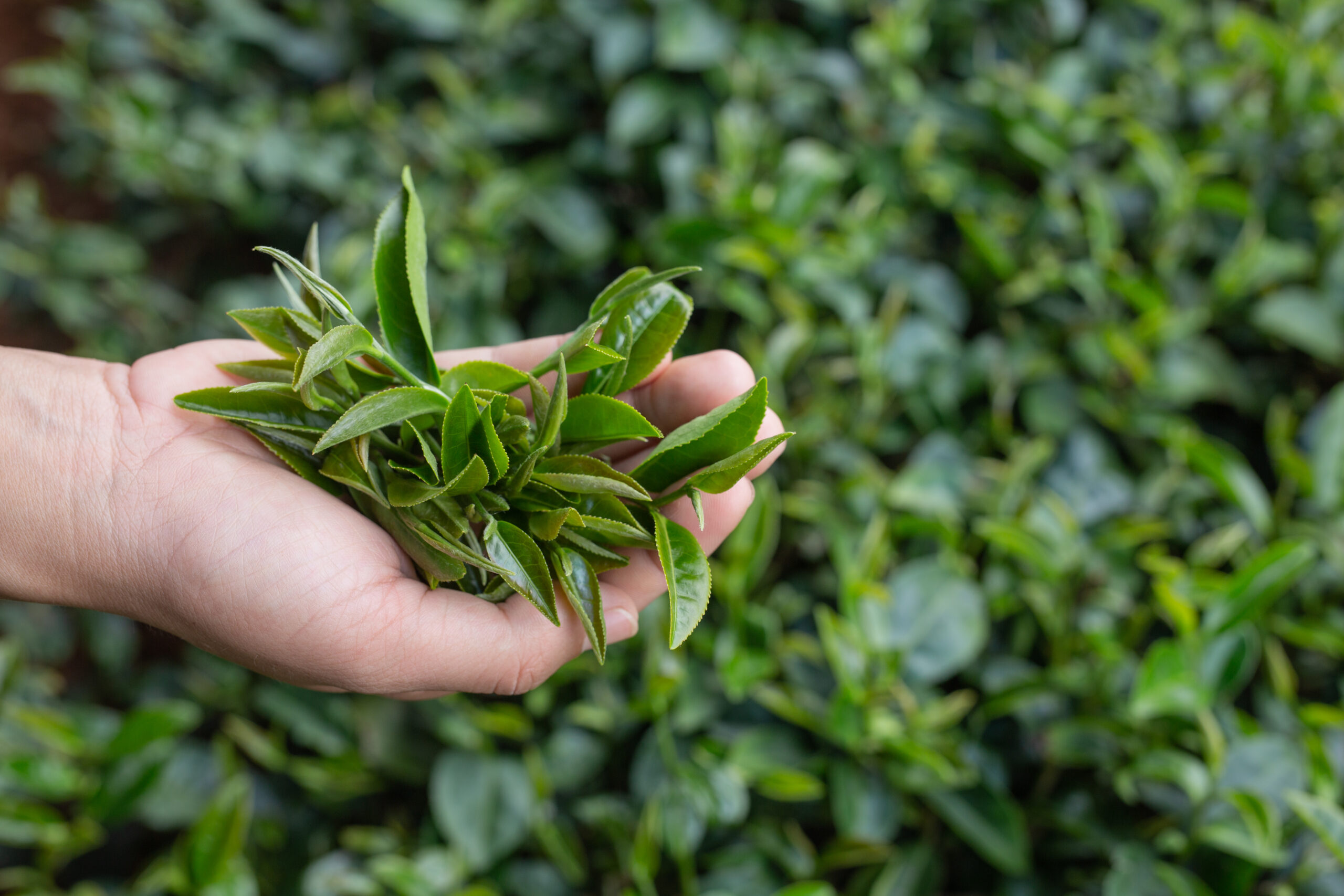 herbata longjing