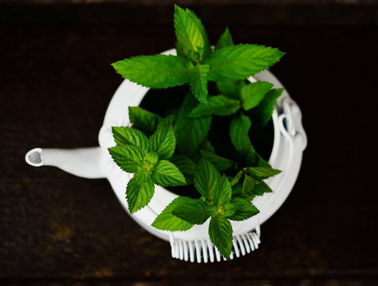 A vibrant display of fresh peppermint leaves emerging from a white teapot in a close-up shot.